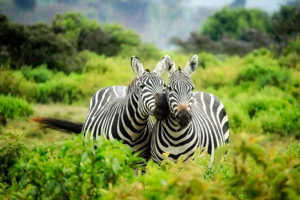 Safari Adventure