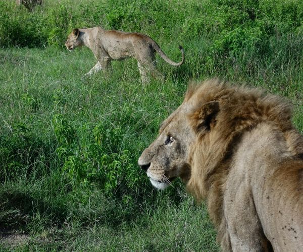 Wildlife Safaris
