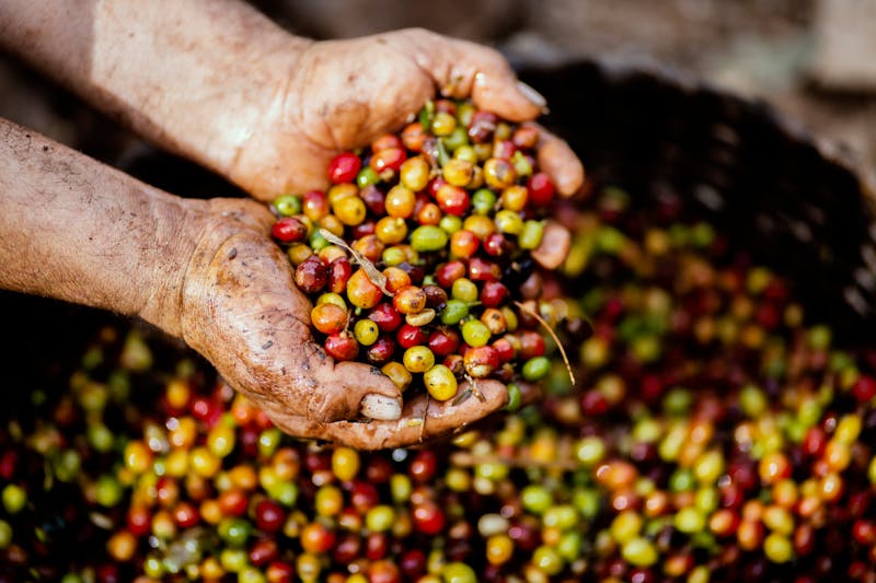 Harvesting