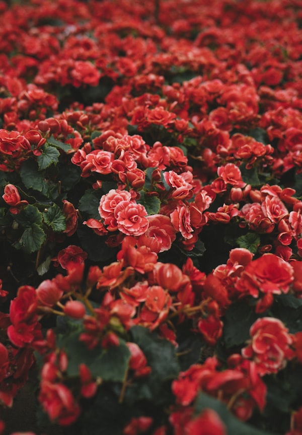 Sustainable Flowers