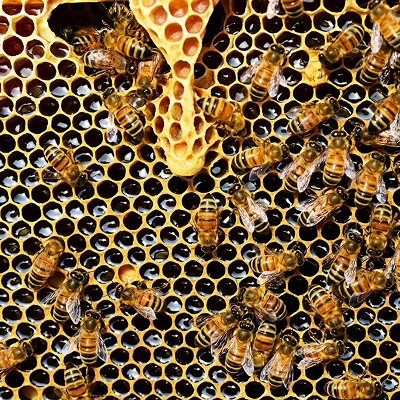 Honey Blog