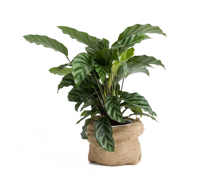 product_9