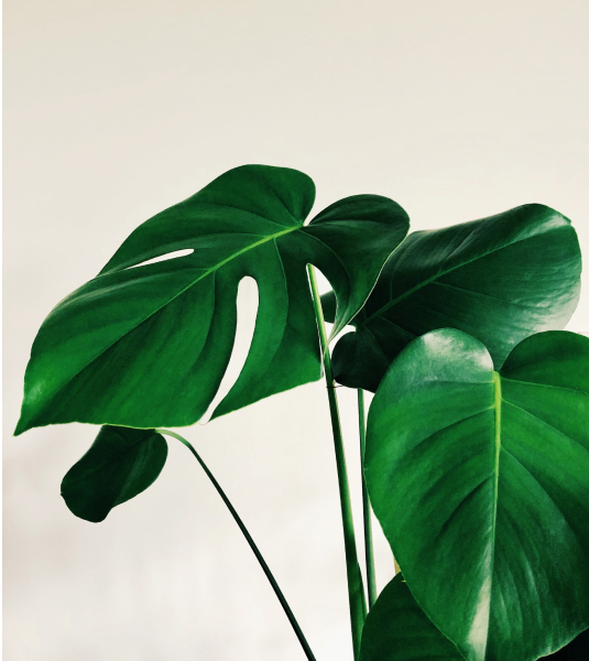 plant