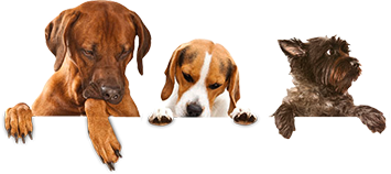 dogs
