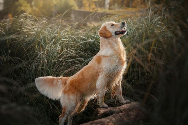 Golden Retriever