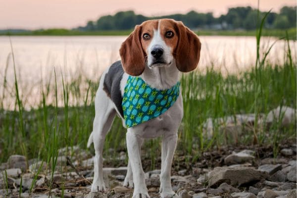 Beagle Puppy