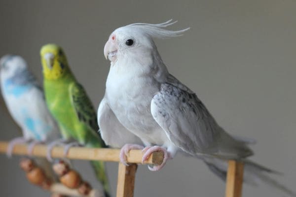 Cockatiel Bird