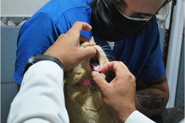 Pet Dental Equipment