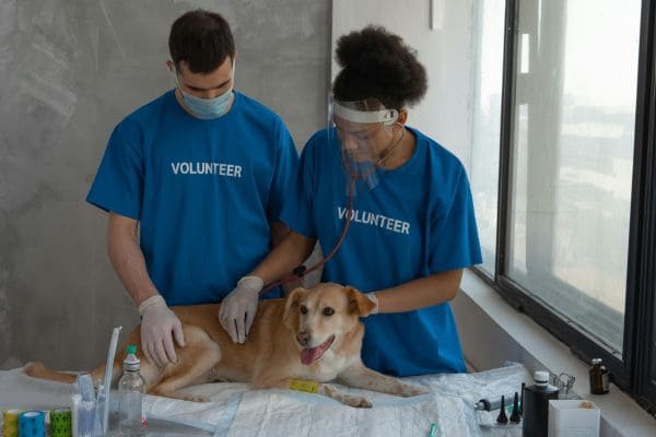 Vaccination Drive