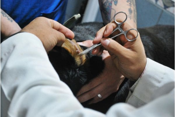 Pet Training Workshop