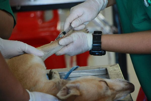 Dog Surgery Recovery