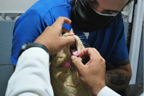 Cat Dental Cleaning
