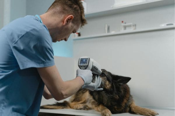Pet Surgery Case