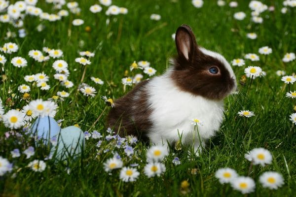 Rabbit Dental Check
