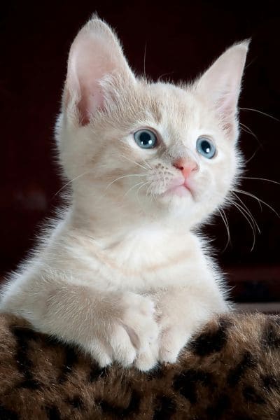 Standard Pet Wellness Package