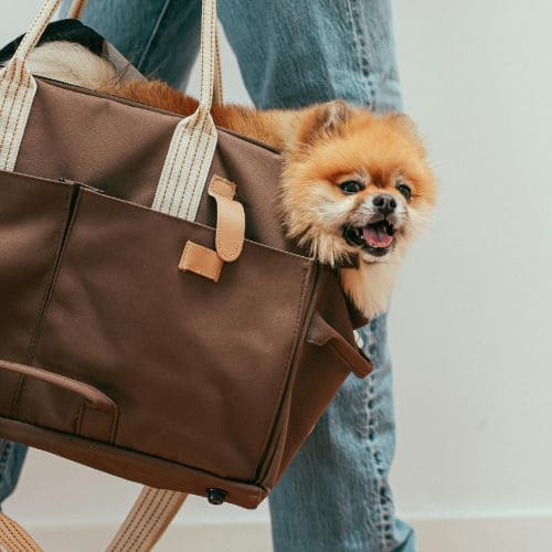 Dog Baglery Image 2